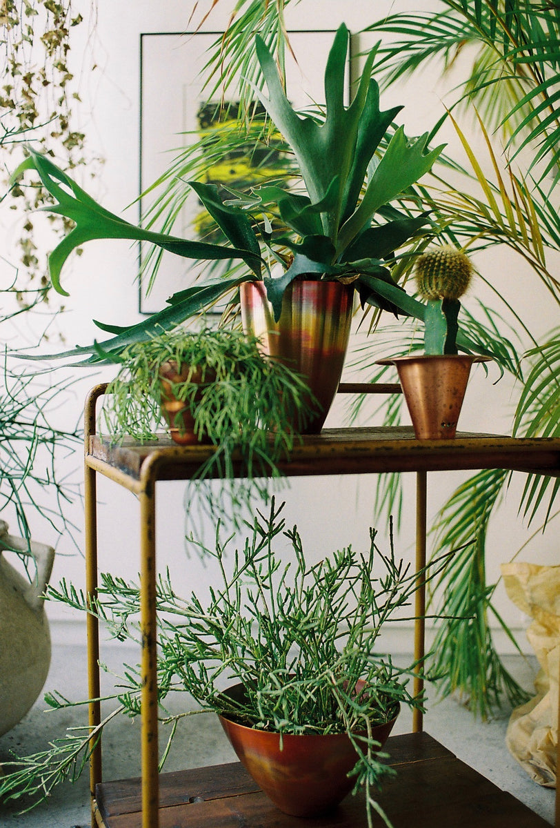copper pot – Blumo