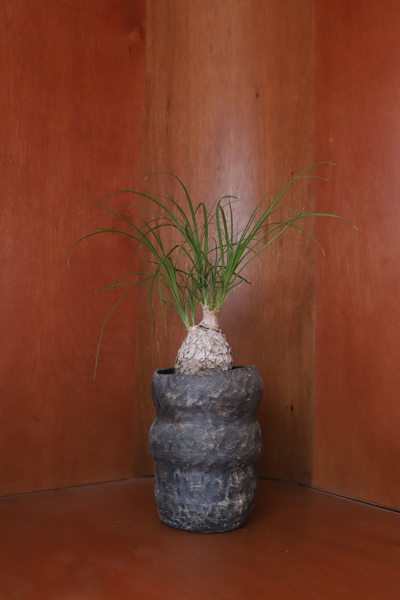 三浦宏基　植木鉢 三浦宏基 植木鉢