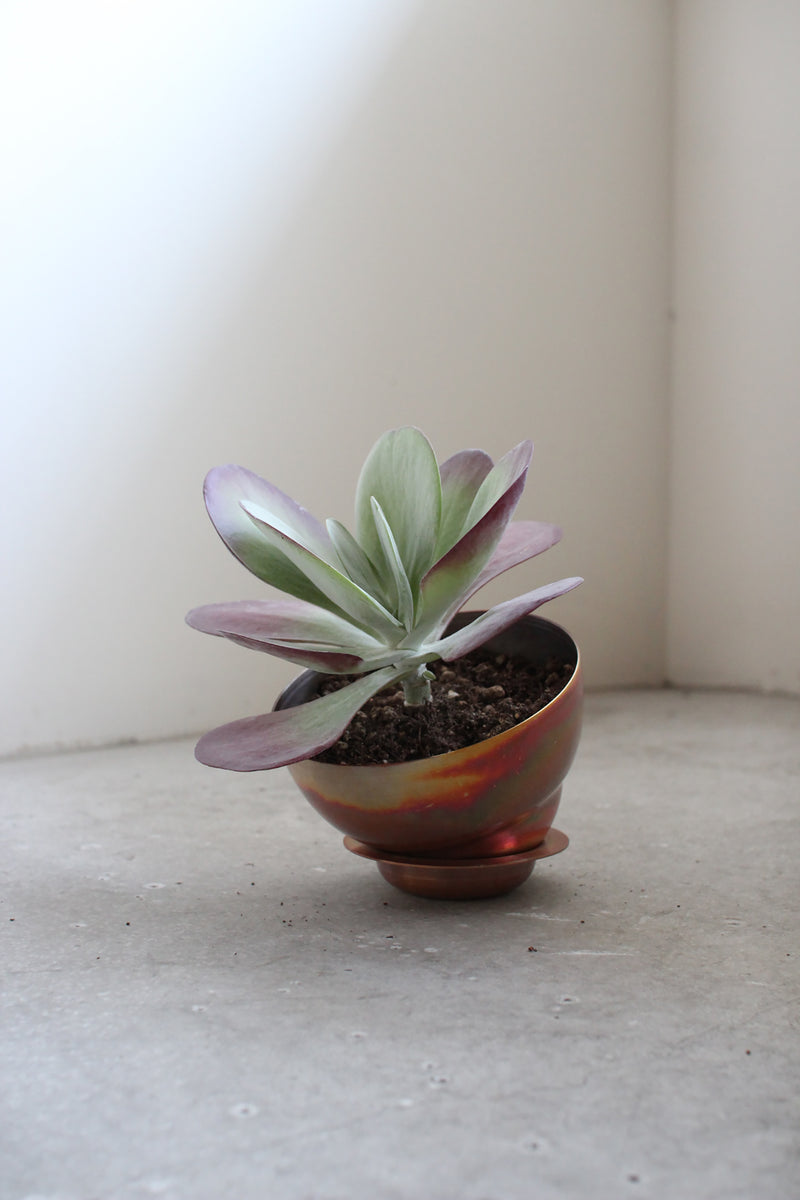 blumo copper pot TYPE #1 植木鉢 銅製 copper pot TYPE #1 〈metallic〉 – Blumo