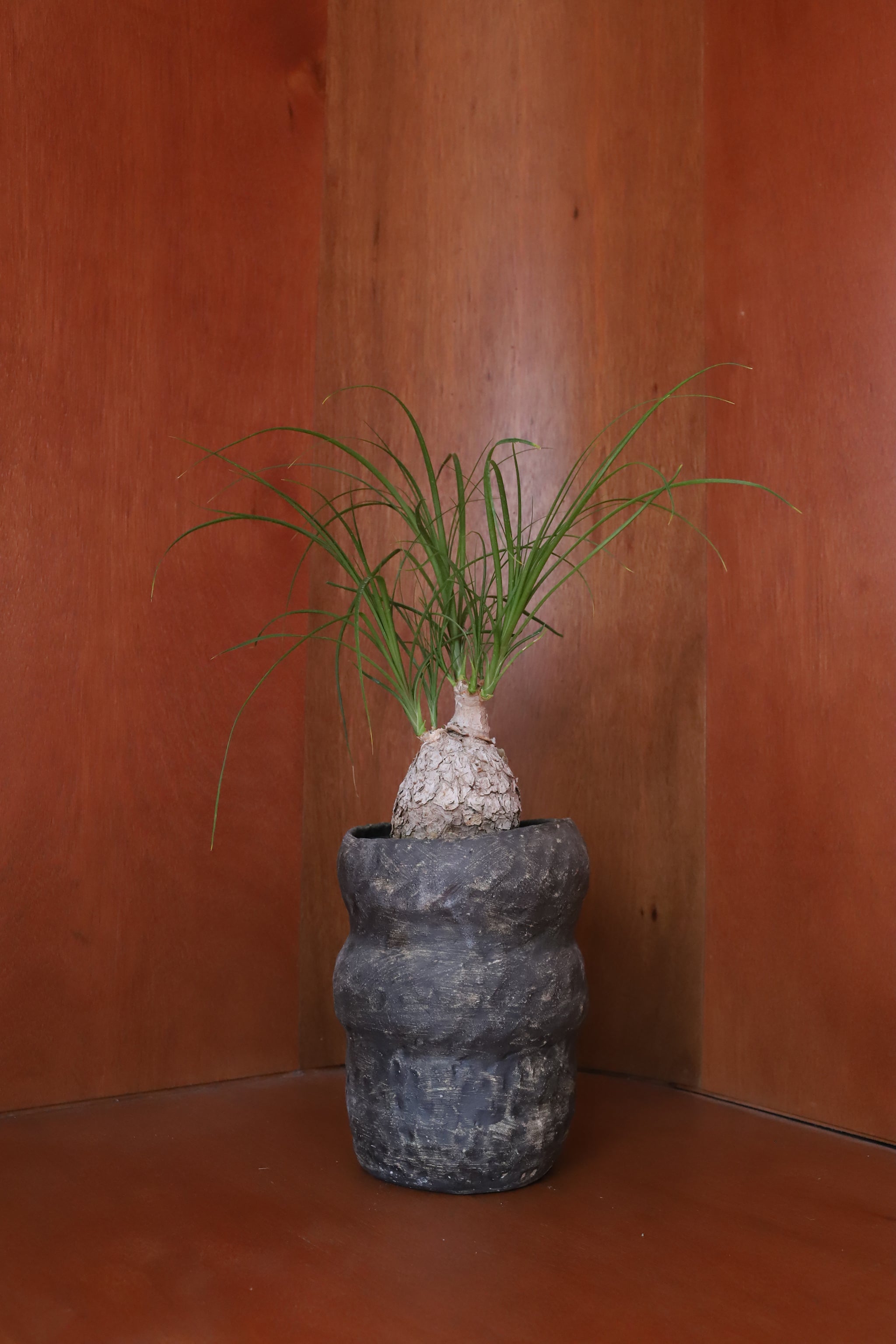 Hiroki Miura 三浦宏樹 Plant pots by Blumo Introducing Hiroki Miura Plant Pots by Blumo｜ニュース｜6