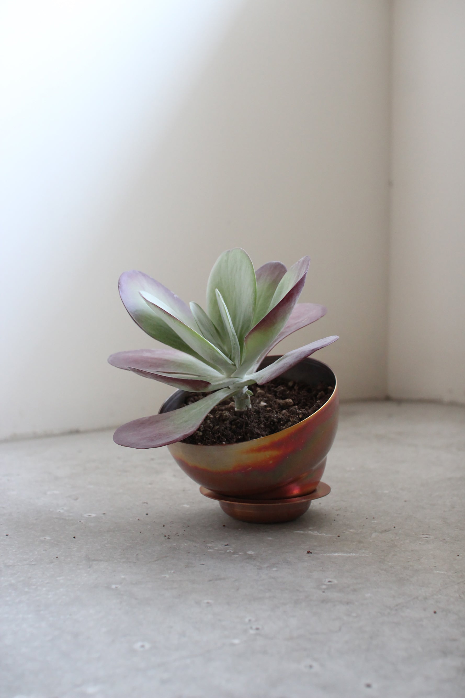 copper pot – Blumo