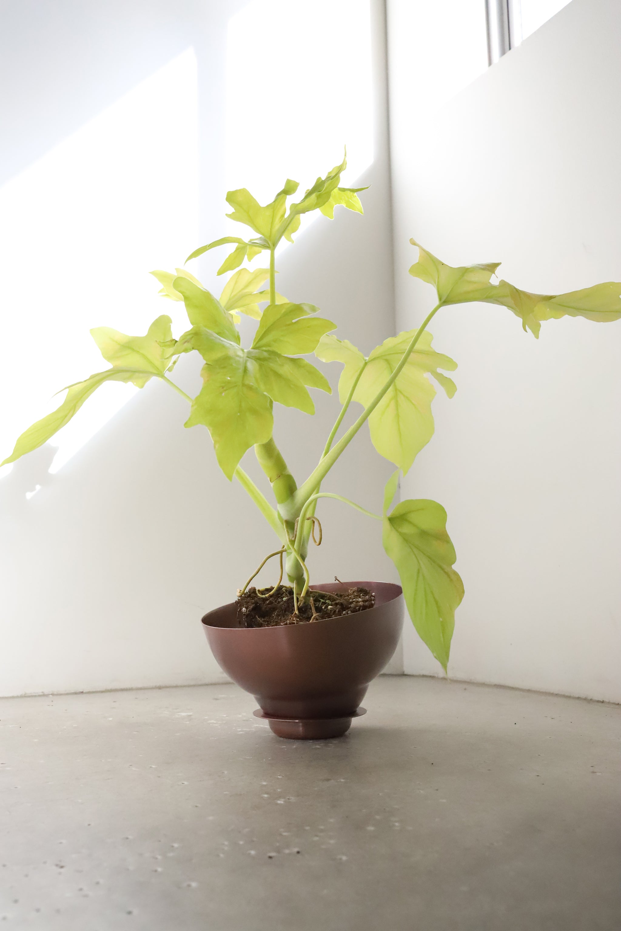 copper pot TYPE #7 〈bordeaux〉 – Blumo
