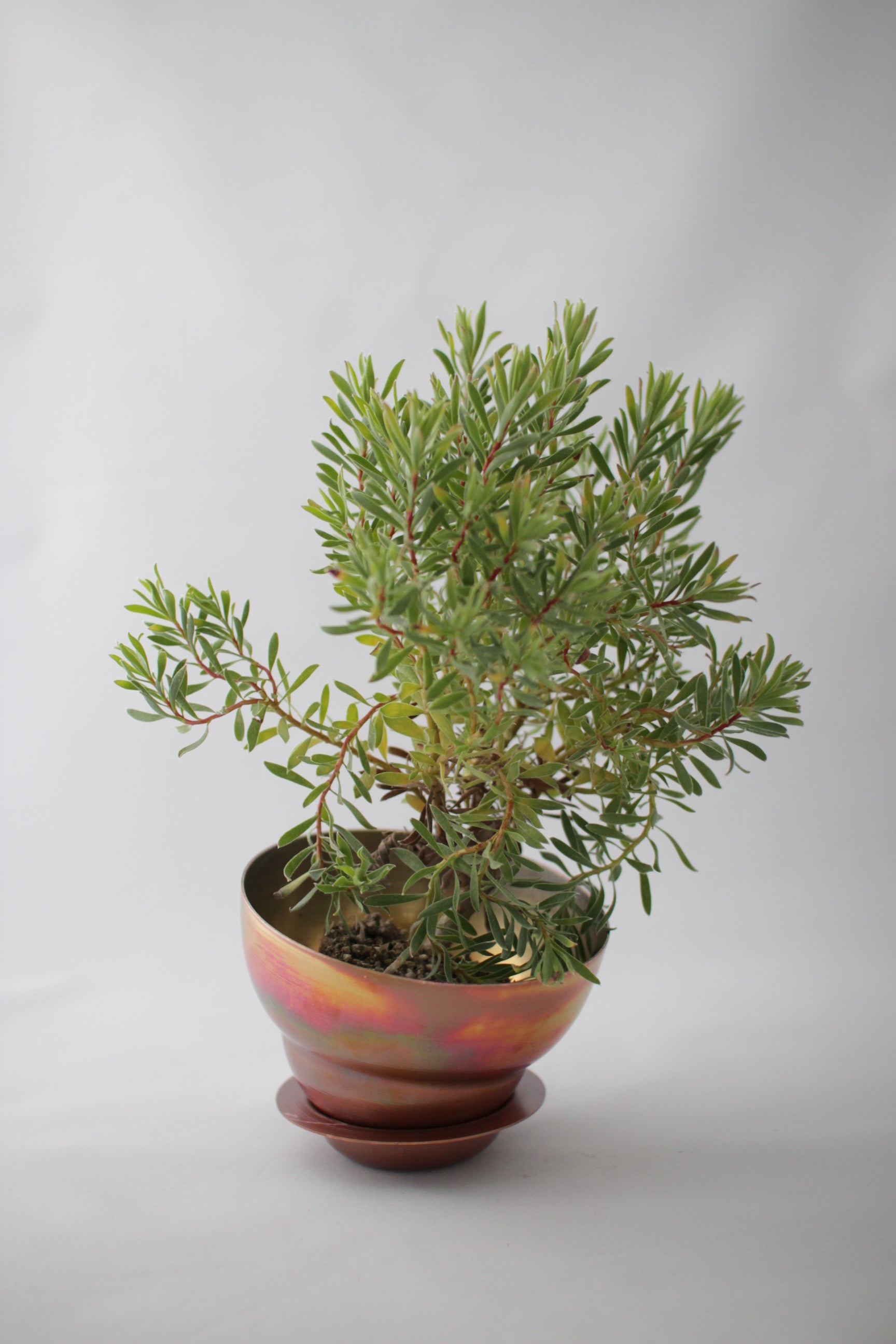 copper pot TYPE #1 〈metallic〉 – Blumo