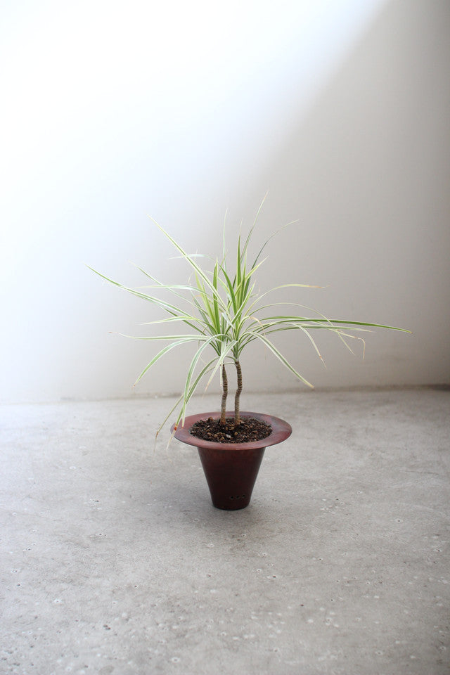 copper pot – Blumo