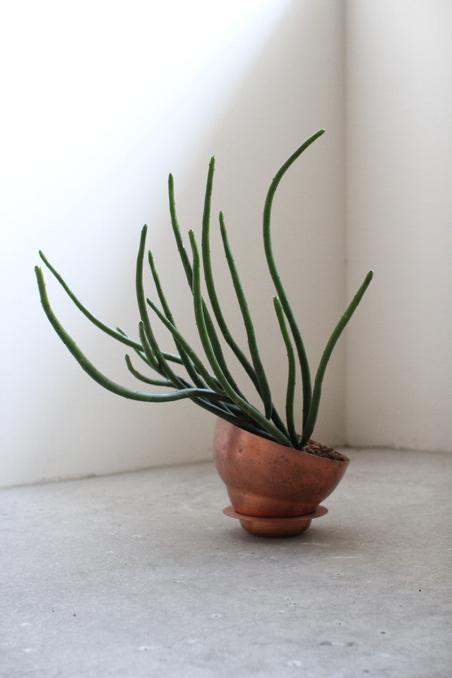 copper pot – Blumo